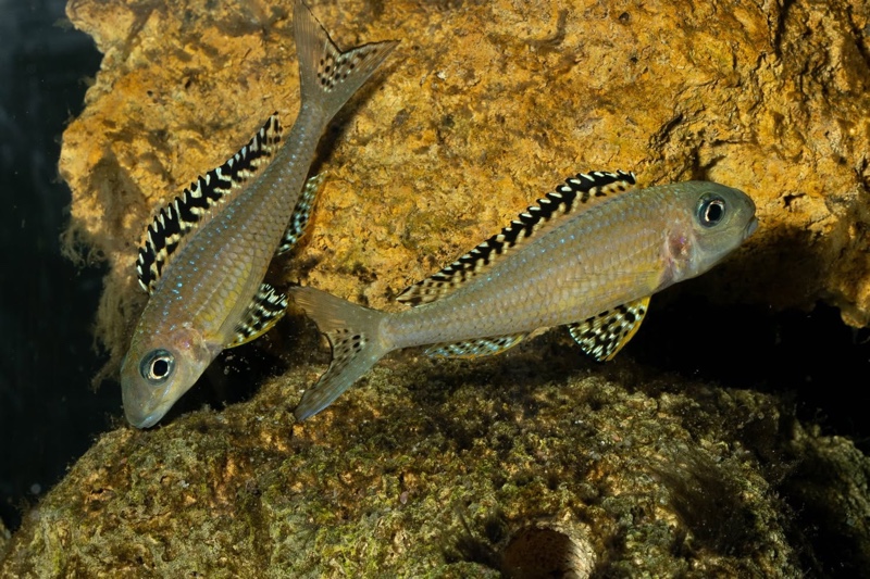 Xenotilapia papilio 'Tembwe Deux'